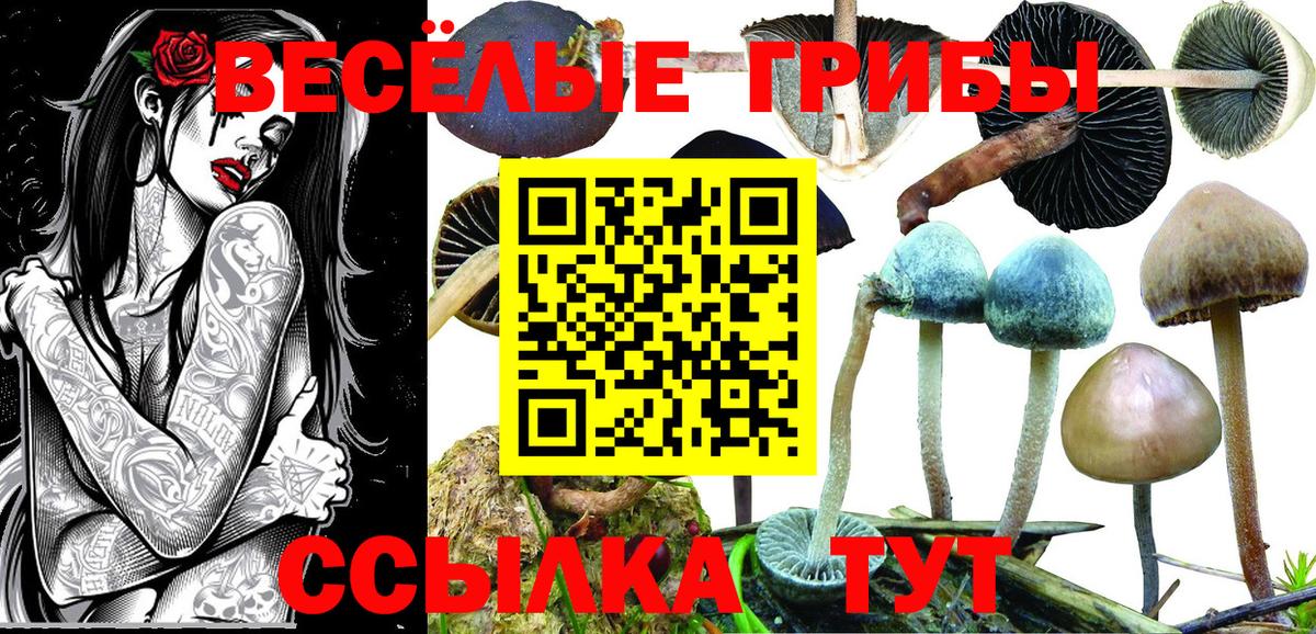 Жуковский  Псилоцибиновые грибы ЛСД  Вход с VPN 